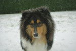 Evrest colley mâle - Colley à Poil Long