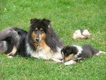 Lady et Mandy - Colley à Poil Long (1 mois)