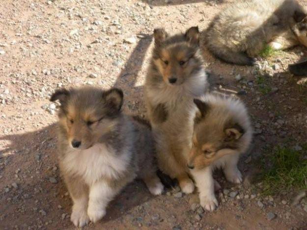 Dino, Pouchie et Patchy - Colley à Poil Long Mâle (1 mois)