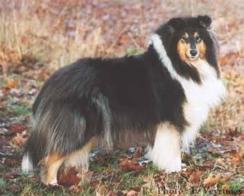 gatuso - Colley à Poil Long Mâle (4 ans)