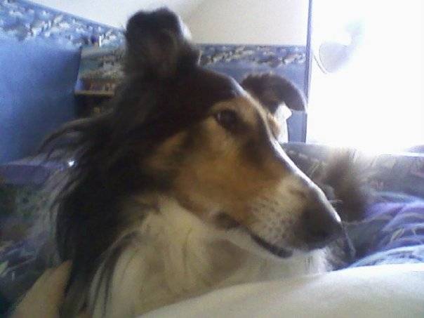 Nala - Colley à Poil Long (14 ans)