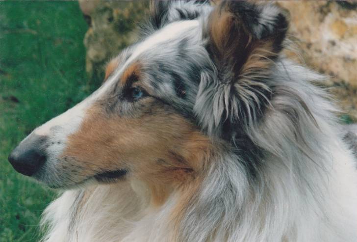 Belle - Colley à Poil Long (11 ans)