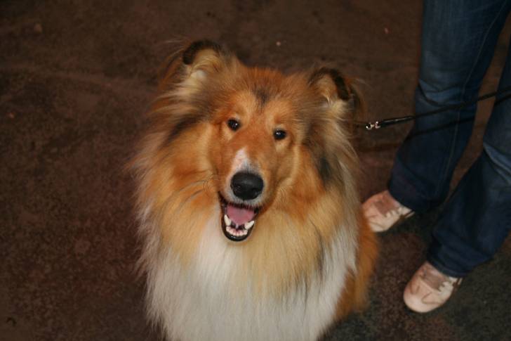 Cisko - Colley à Poil Long Mâle (2 ans)