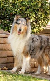 Millie - Colley à Poil Long (2 ans)