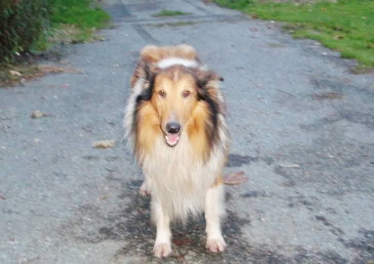 homer - Colley à Poil Long Mâle (10 ans)