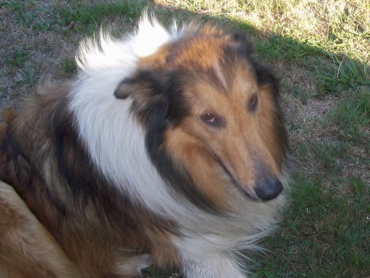 homer - Colley à Poil Long Mâle (9 ans)