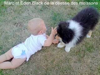 eden et marc - Colley à Poil Long Mâle (2 ans)