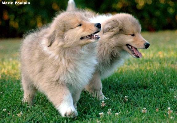 Photo de chiots Colley - Colley à Poil Long