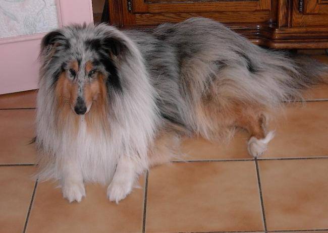 Photo de Colley : Twister blue de cabrenysset - Colley à Poil Long