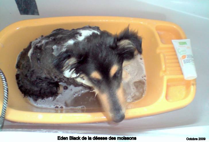 eden - Colley à Poil Long Mâle (2 ans)