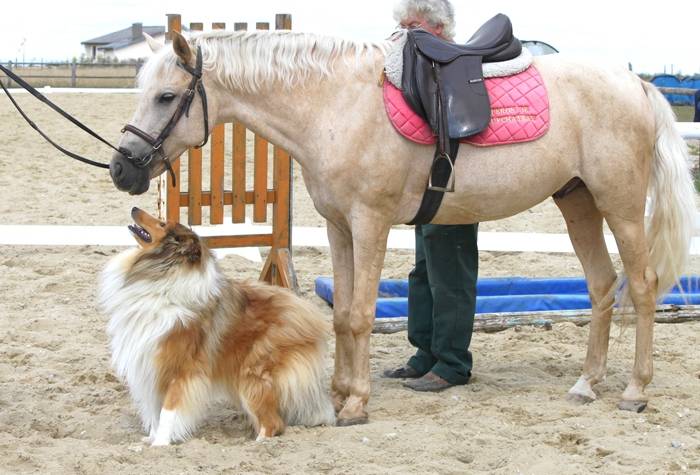 Teddy avec le cheval, Le Clos de Marialan. - Colley à Poil Long