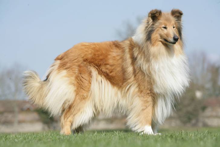 Un Colley debout dans l'herbe, dans un parc