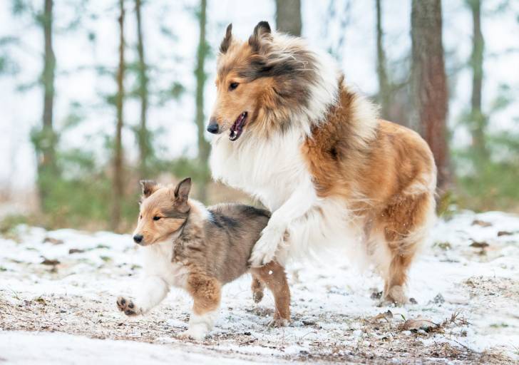 Une maman Colley et son petit jouent dans la neige
