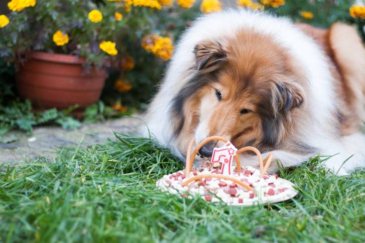 Un Colley à Poil Long en train de manger un gâteau d'anniversaire pour chien