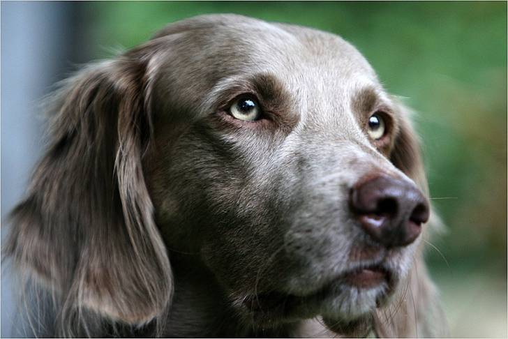 Weimaraner - Braque de Weimar (1 an)