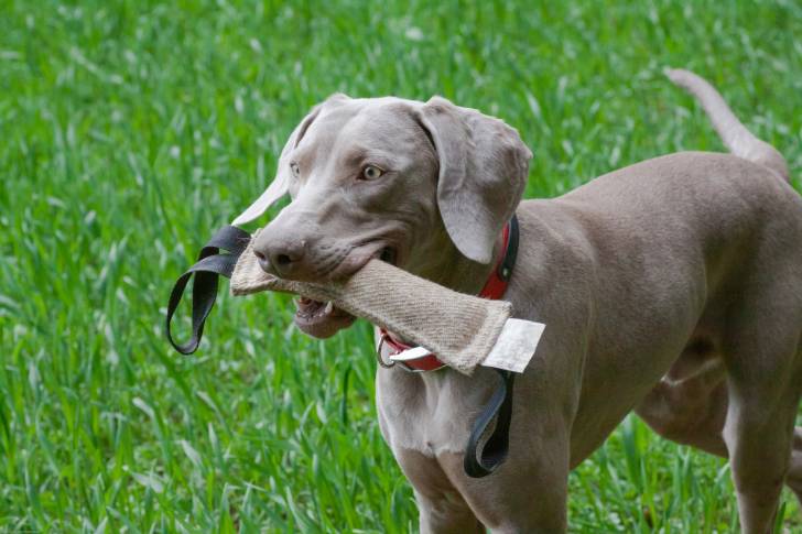 Un Braque de Weimar tient un jouet pour chien dans sa gueule
