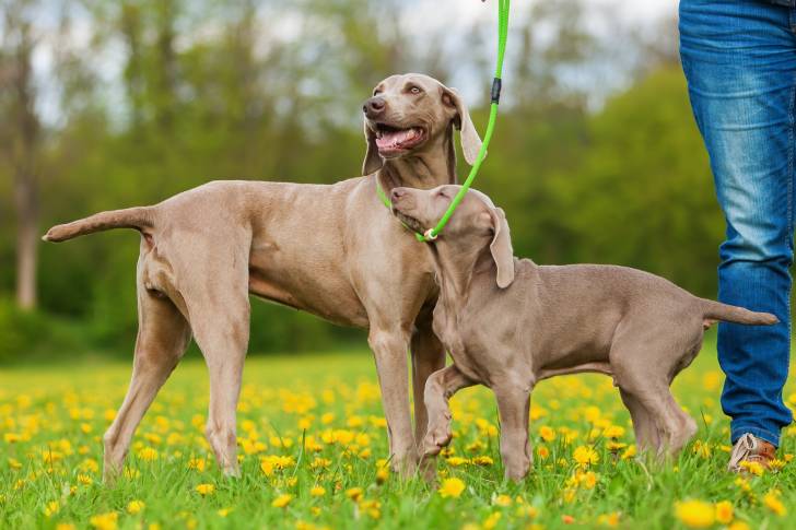 Deux Braques Allemands en promenade avec leur maître
