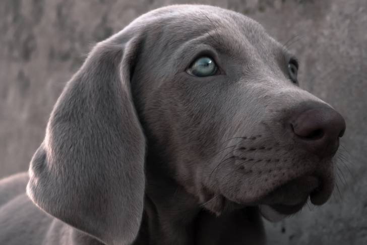 Photo Braque de Weimar