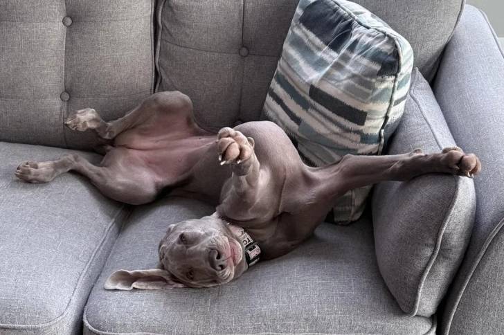 Un Braque de Weimar allongé sur un canapé et portant un collier autour du cou