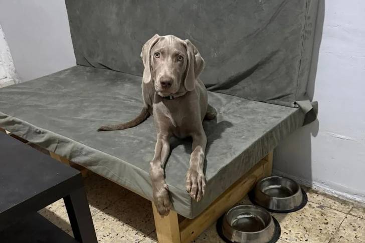 Un Braque de Weimar allongé sur un canapé et portant un collier autour du cou