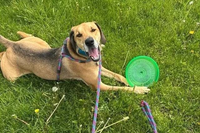 Un Braque de Weimar allongé sur un terrain herbeux et qui est tenu en laisse 