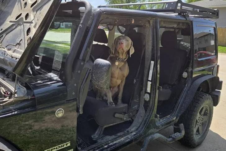 Un Braque de Weimar dans une voiture et portant un collier autour du cou