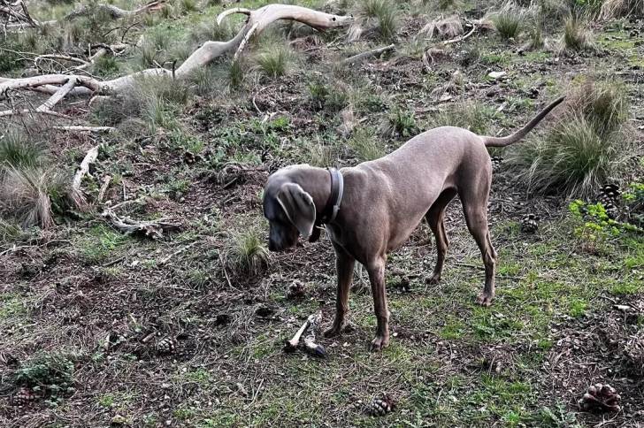Un Braque de Weimar sur une surface herbacée et portant un collier autour du cou