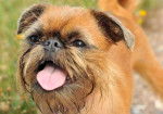 Photo Griffon Bruxellois