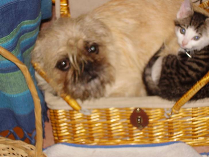 Caline - Griffon Bruxellois (3 ans)