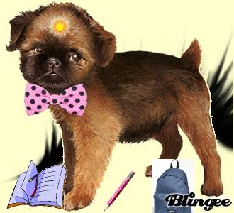 enfaite je ne pas de chien mais ces le chien que - Griffon Bruxellois
