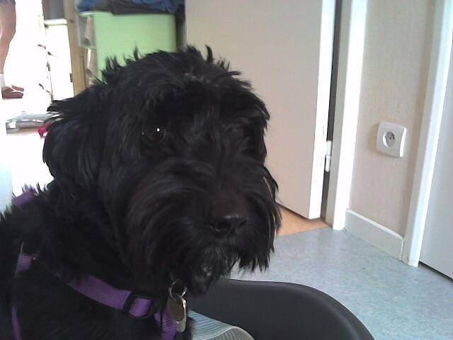 tic-tac - Griffon Bruxellois (5 ans)