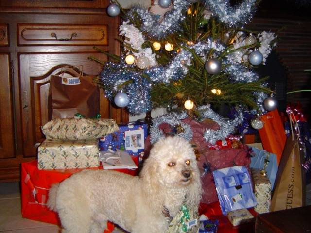 Liston - Griffon Bruxellois Mâle (5 ans)