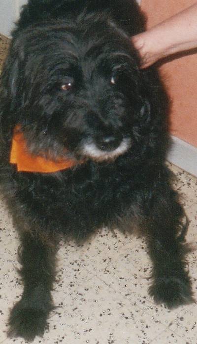 max - Griffon Bruxellois Mâle (13 ans)