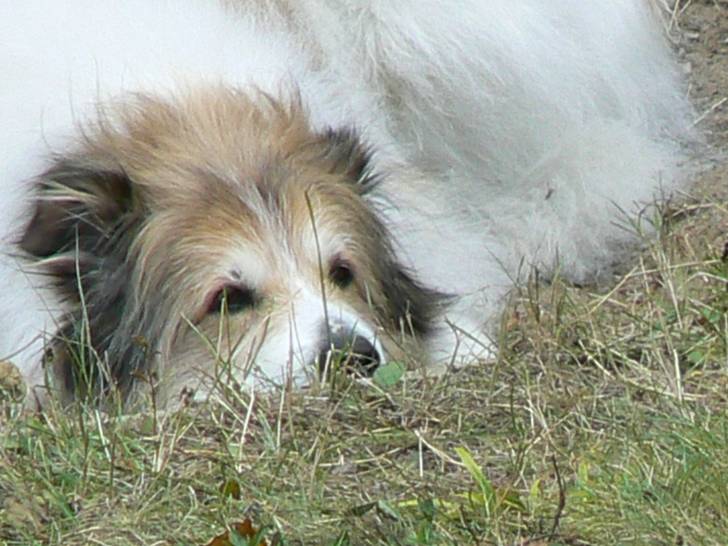 Charlot - Griffon Bruxellois Mâle (12 ans)