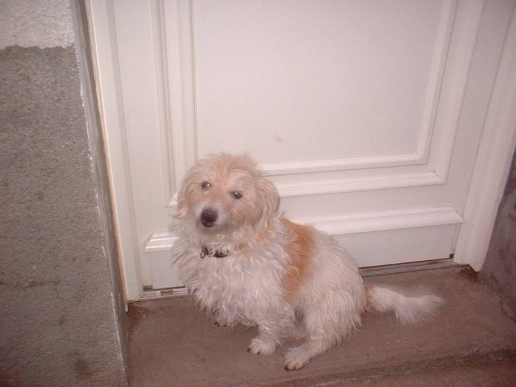 tina - Griffon Bruxellois (8 ans)