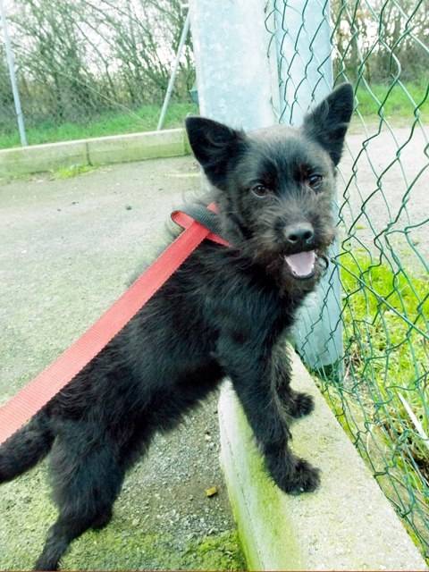 Néo - Griffon Bruxellois Mâle (1 an)