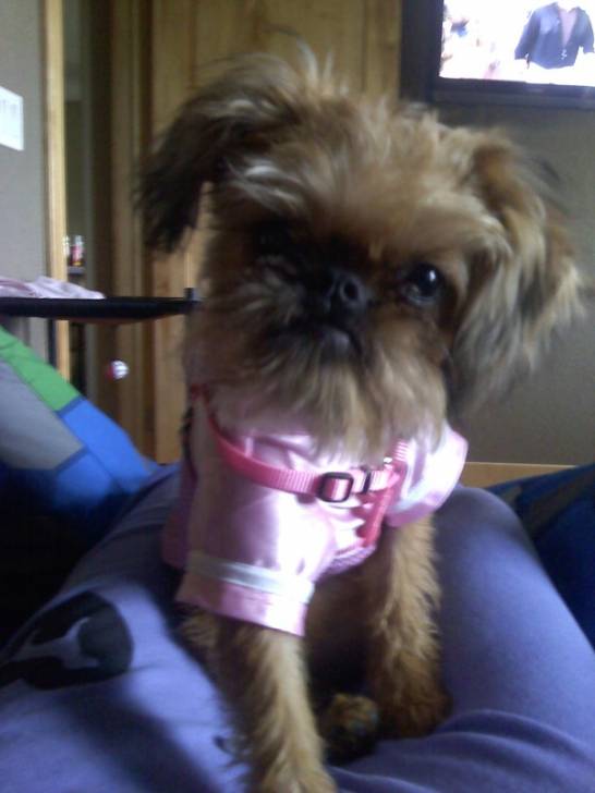 lily - Griffon Bruxellois (4 ans)