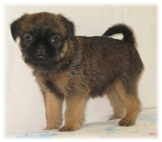 Griffon Bruxellois - Griffon Bruxellois