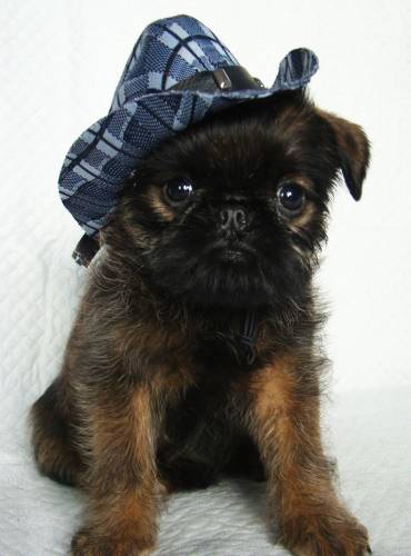 Chiots Griffon Bruxellois - Imgosbull Fandango - Griffon Bruxellois