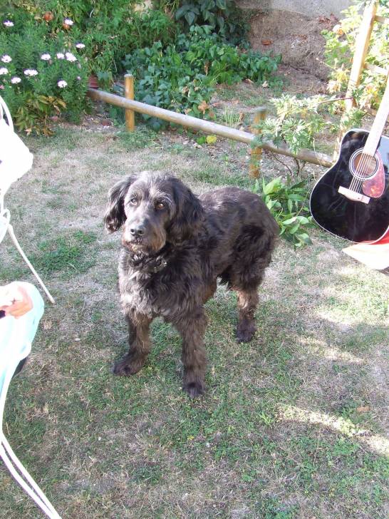 titi - Griffon Bruxellois (8 ans)