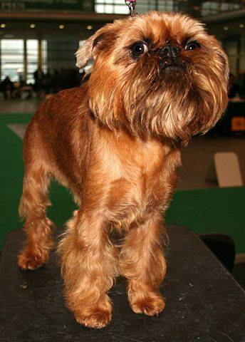 Photo Griffon Bruxellois