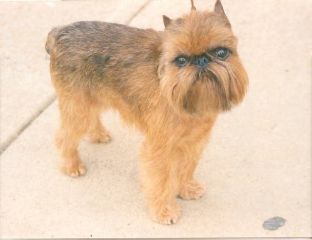 Photo Griffon Bruxellois