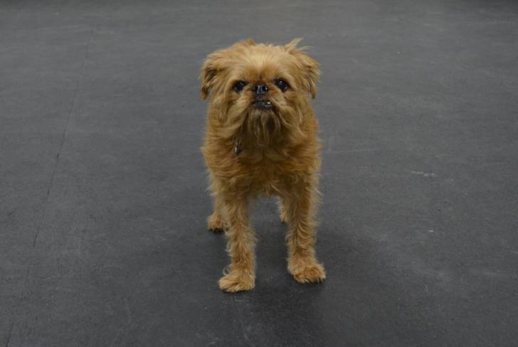 Photo Griffon Bruxellois