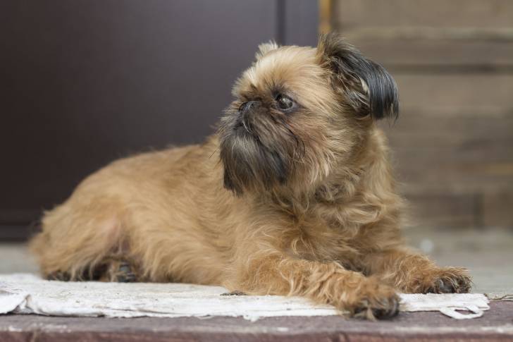 Photo Griffon Bruxellois