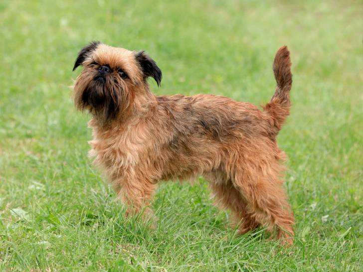 Un Griffon Bruxellois debout dans l'herbe