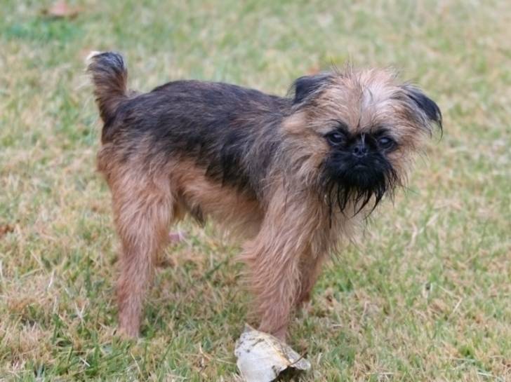 Photo Griffon Bruxellois