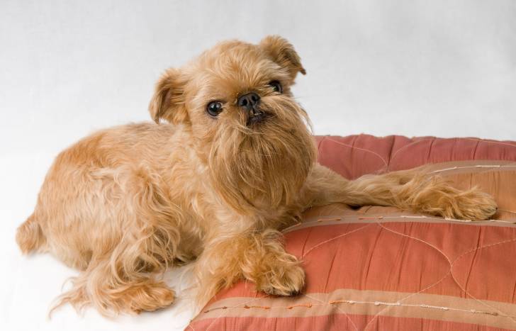 Un Griffon Bruxellois allongé sur une couverture