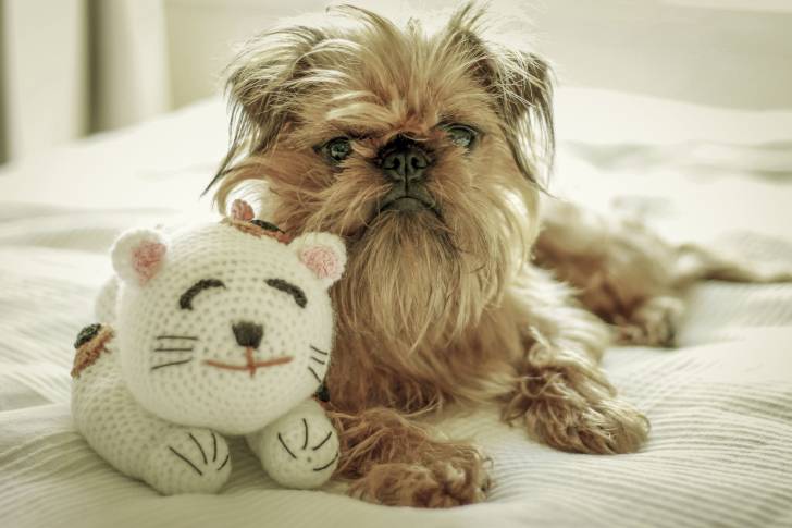 Un Griffon Bruxellois allongé sur le lit avec une peluche
