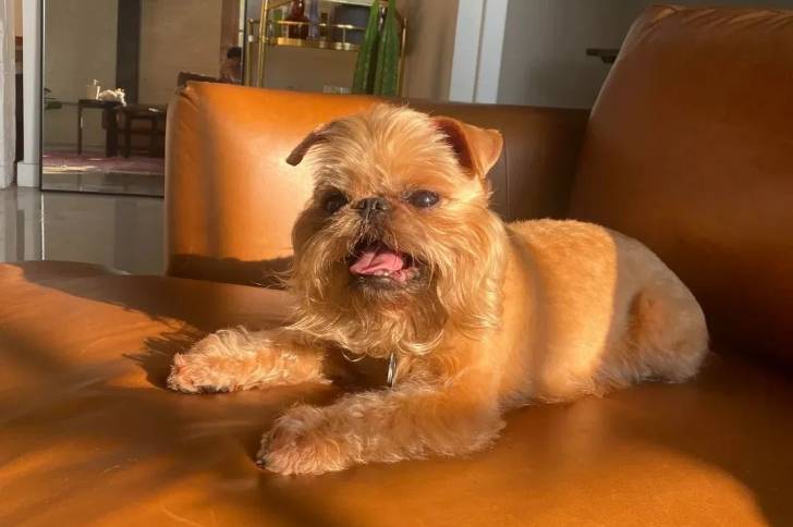 Un Griffon Bruxellois assis sur un canapé et portant un collier autour du cou