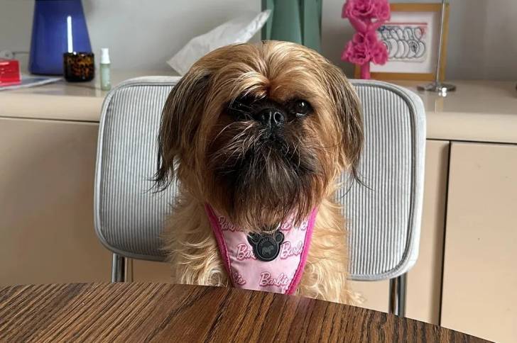 Un Griffon Bruxellois assis sur une chaise et portant un collier autour du cou